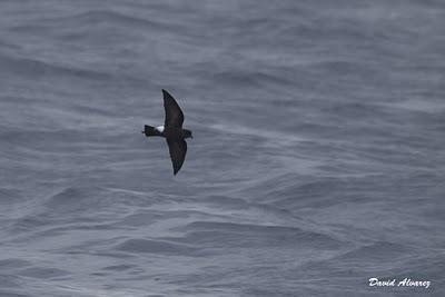 Salida en barco para ver marinas
