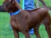Ridgeback Tailandés