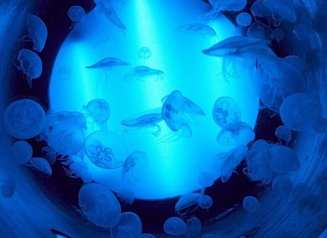 Investigadores españoles desvelan las claves del éxito evolutivo de las medusas