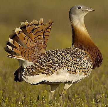 Lagunas de Villafafila