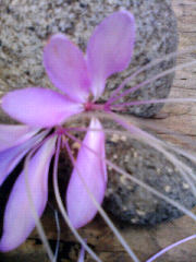 La belleza de lo simple