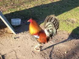 Los gallos de Chávez.