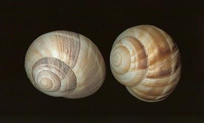 Molusco Volador I Molusco Volador I