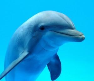 Tribulaciones de un pulmón subacuático