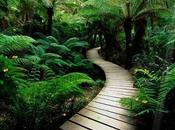 Forest Screensaver Protector pantalla animado bosques