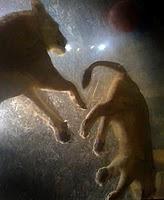 Soñando con un León