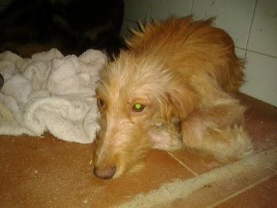 IRIS - NO BORRES EL MENSAJE MIRA SUS FOTOS POR FAVOR.