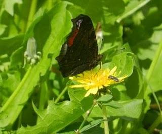 Explosión de mariposas, la pavo real