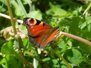 Explosión de mariposas, la pavo real