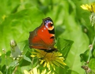 Explosión de mariposas, la pavo real