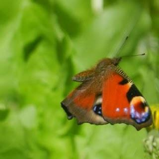 Explosión de mariposas, la pavo real