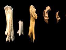 Las aves primitivas también se extinguieron por un meteorito Las aves primitivas también se extinguieron por un meteorito