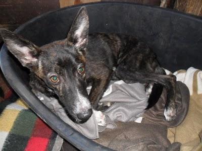 Hiena, perrita abandonada, atropellada y salvada por Salvador. (Jaén)