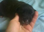 bebitas preciosas busca hogar.