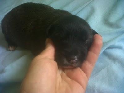 Dos bebitas preciosas en busca de hogar.