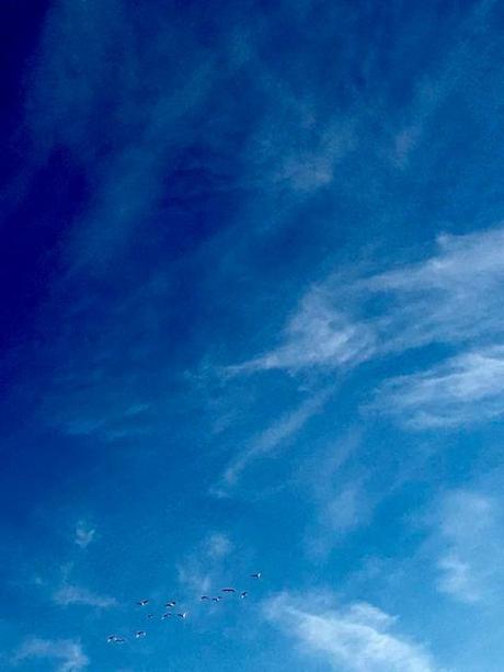 Puede ser una imagen de pájaro y nubes