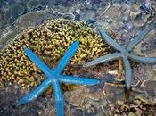 Pandemia marina estrellas