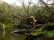 efecto dilución biodiversidad