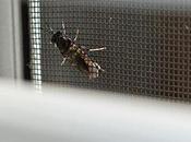 Cómo hacer mosquitera casera