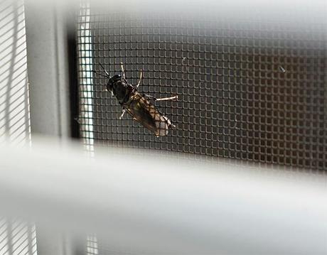 hacer mosquitera casera