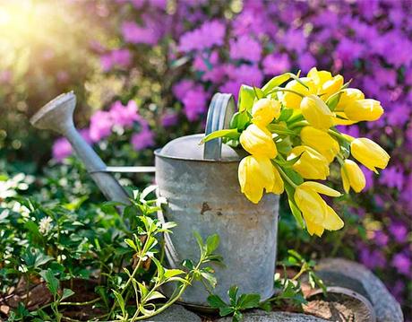 Cómo regar las plantas correctamente regar las plantas correctamente