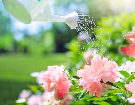 Cómo regar las plantas correctamente regar las plantas correctamente