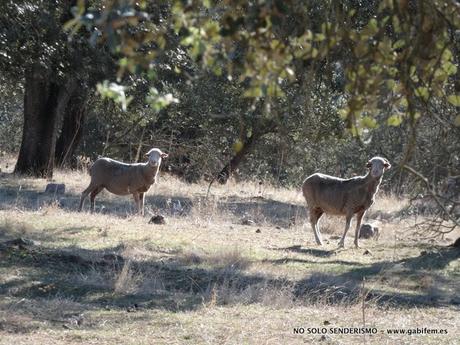 Un día en el Parque Natural de Cornalvo