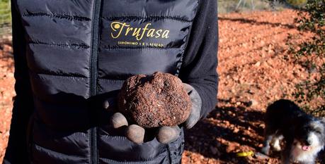 La trufa negra de cultivo sostenible de Trufasa, la gran protagonista de la temporada de la trufa
