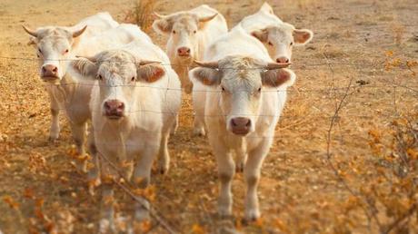 Turismo rural diferente y en familia cerca de Madrid