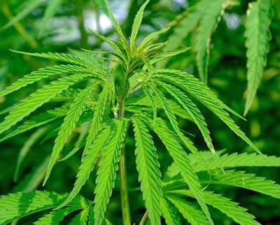 ELCBD (Cannibidol) el ingrediente estrella de la nueva línea de Arkoflex ELCBD (Cannibidol) el ingrediente estrella de la nueva línea de Arkoflex