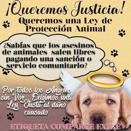 Activan campaña de protección a los animales Activan campaña de protección a los animales
