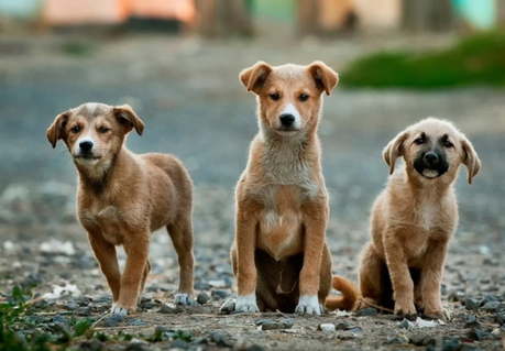 Activan campaña de protección a los animales