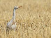 Laguna Encadenadas (diciembre 2020)
