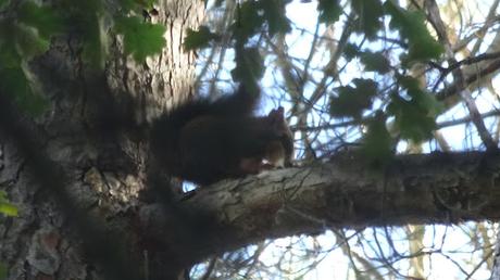 Ardilla en la Font Grossa de Centelles