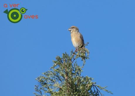 Los piquituertos y las grullas de Coslada