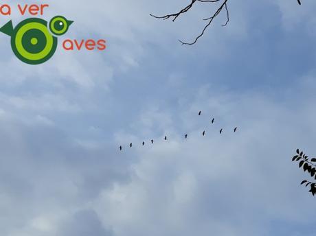 Los piquituertos y las grullas de Coslada