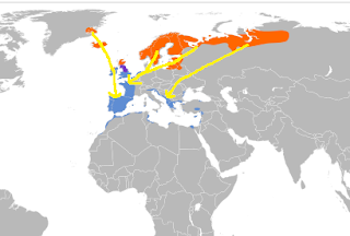 Chorlitos dorados en migración