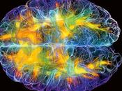 Curiosidades sobre cerebro