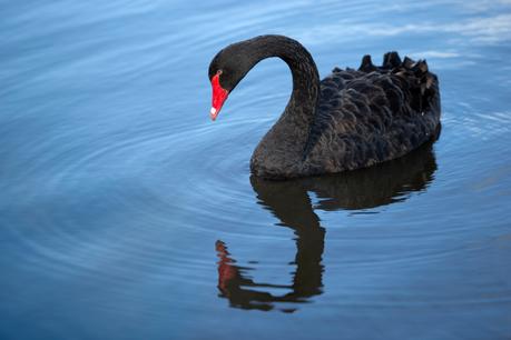 Corea del Norte promoverá el consumo de cisnes negros para paliar la crisis alimentaria