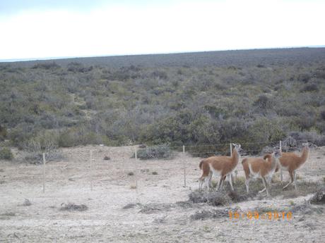 Reserva Natural y turística de Punta Pirámides Reserva Natural y turística de Punta Pirámides