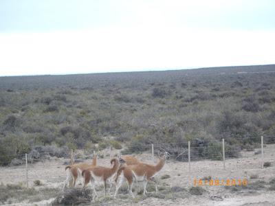 Reserva Natural y turística de Punta Pirámides Reserva Natural y turística de Punta Pirámides