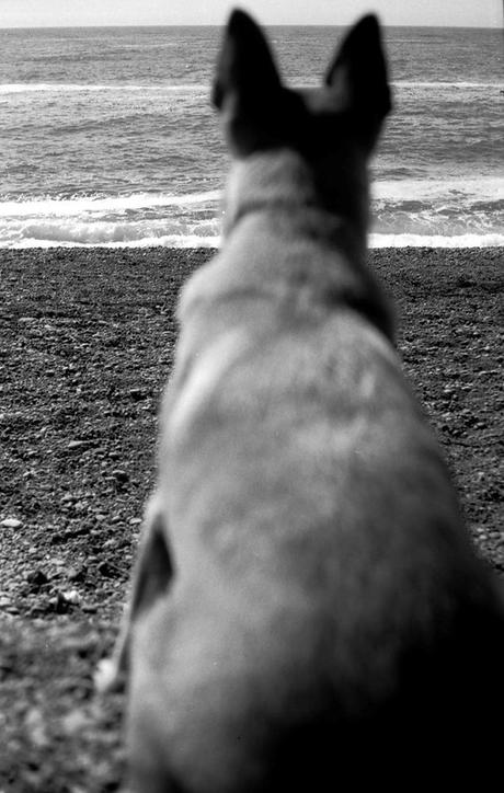 La perra - Pilar Quintana