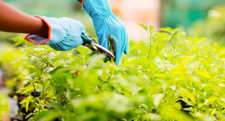 poda de cría poda de cría