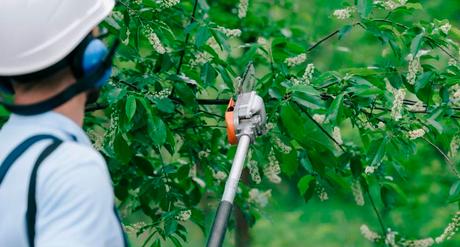 Las diferentes alternativas a la poda Las diferentes alternativas a la poda