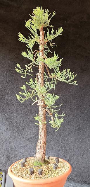 Mis bonsais en 2021  - LOS BONSAIS I