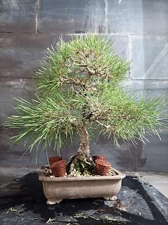 Mis bonsais en 2021  - LOS BONSAIS I
