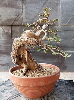 Mis bonsais en 2021  - LOS BONSAIS I