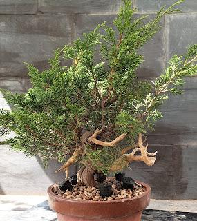 Mis bonsais en 2021  - LOS BONSAIS I