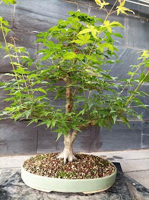 Mis bonsais en 2021  - LOS BONSAIS I