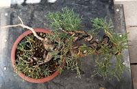 Mis bonsais en 2021  - LOS BONSAIS I